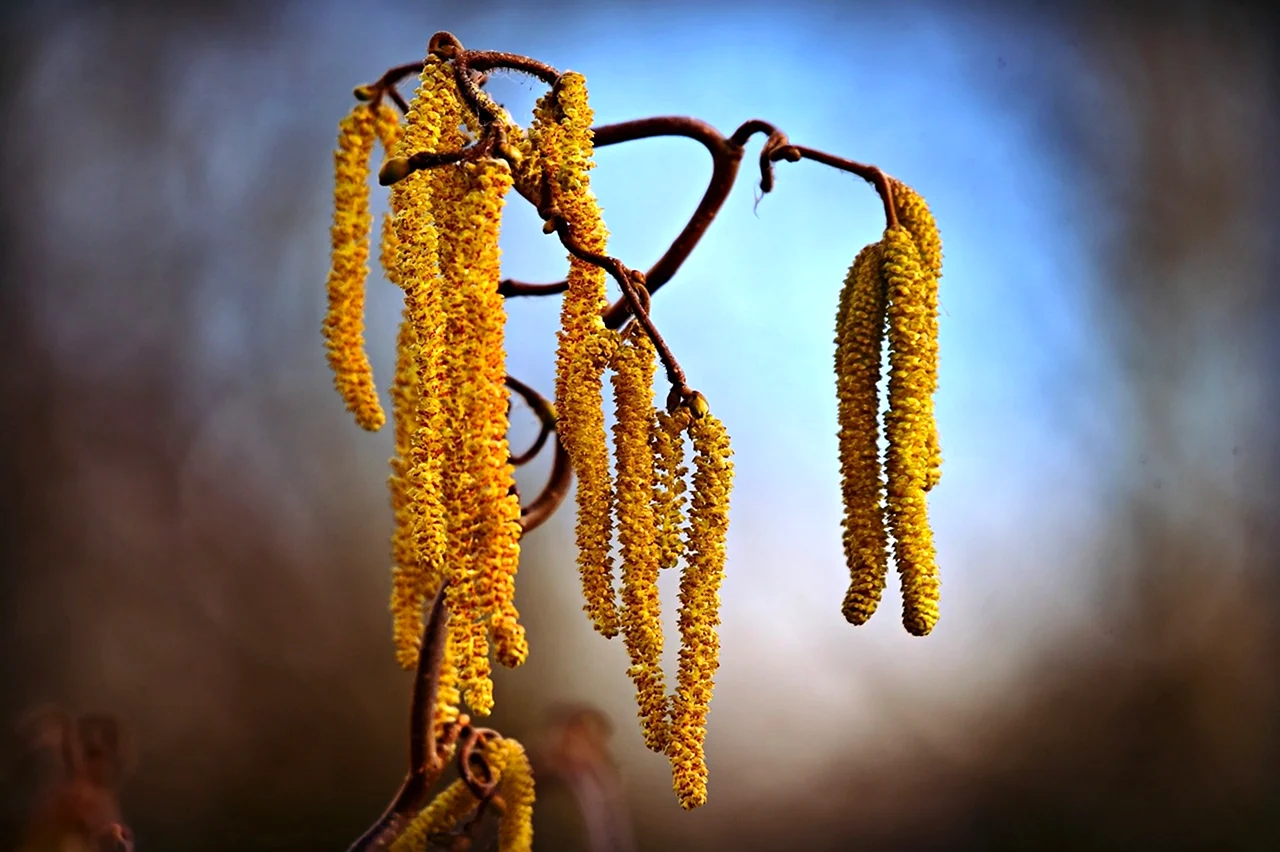 Растение с сережками. Hazel catkins. Сережки на деревьях. Березовые сережки.